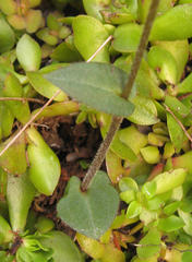 Disperis macowanii