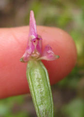 Disperis macowanii