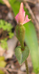 Disperis macowanii