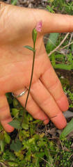 Disperis macowanii
