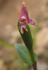 Disperis macowanii