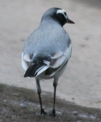 Motacilla alba