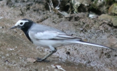 Motacilla alba