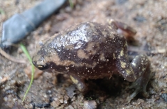 Uperodon systoma