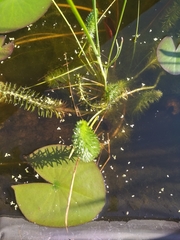 Hippuris vulgaris