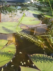 Hippuris vulgaris