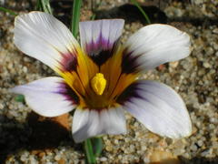 Romulea hallii