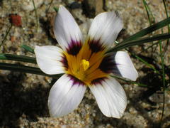 Romulea hallii