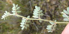 Indigofera declinata
