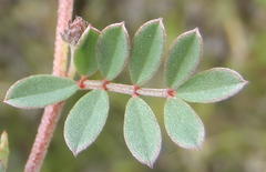 Indigofera declinata