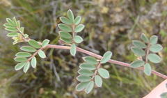 Indigofera declinata