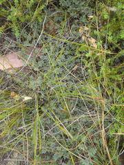 Indigofera declinata