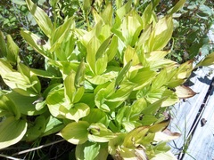 Cypripedium reginae