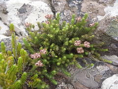 Erica lignosa