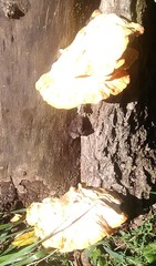 Laetiporus sulphureus