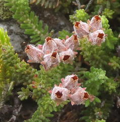 Erica lignosa