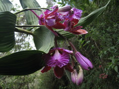 Sobralia dichotoma