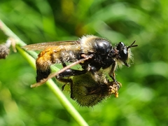 Laphria flava