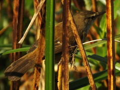 Acrocephalus gracilirostris gracilirostris