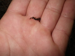 Batrachoseps