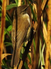 Acrocephalus gracilirostris gracilirostris