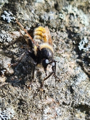 Laphria flava