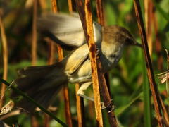 Acrocephalus gracilirostris gracilirostris