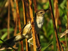 Acrocephalus gracilirostris gracilirostris