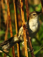 Acrocephalus gracilirostris gracilirostris