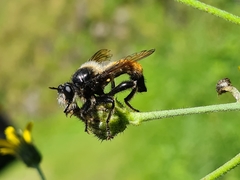 Laphria flava