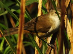 Acrocephalus gracilirostris gracilirostris