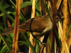 Acrocephalus gracilirostris gracilirostris