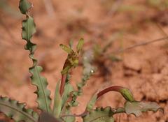 Freesia viridis crispifolia