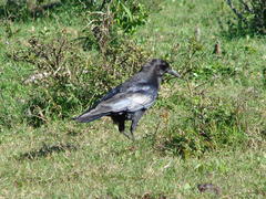 Corvus capensis capensis