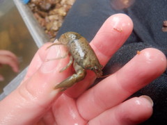 Cambarus rusticiformis