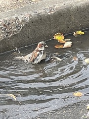 Passer domesticus