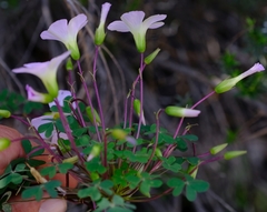Oxalis comosa