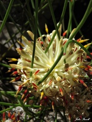 Petrophile longifolia