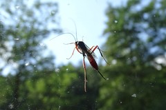 Lissopimpla