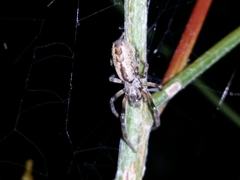 Phryganoporus nigrinus