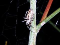 Phryganoporus nigrinus