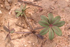 Oxalis flava flava