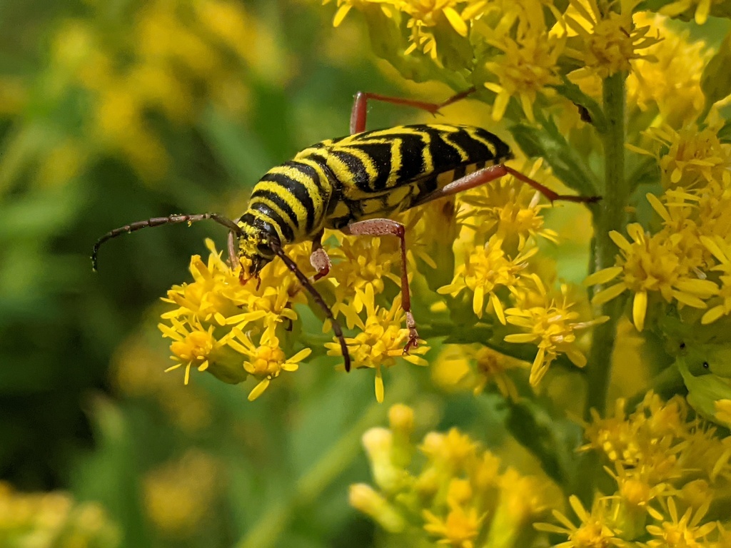 Locust Borer from Allen County, IN, USA on August 28, 2021 at 10:01 AM ...