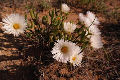 Dicrocaulon ramulosum