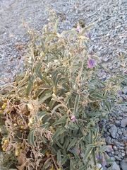 Solanum elaeagnifolium