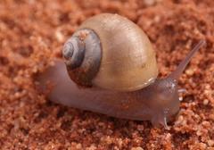 Trigonephrus