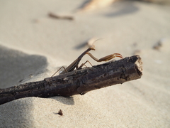 Mantis religiosa