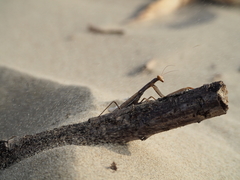 Mantis religiosa