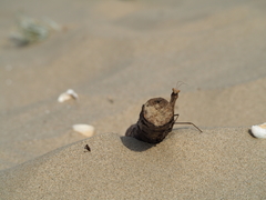 Mantis religiosa