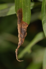 Nemorimyza posticata